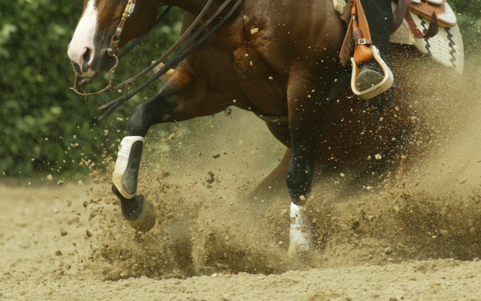 Equestrian Wear For Horses | Shop Online